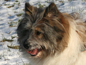 Elo Hund Hündin Welpen Rosely Familienhund Hunde