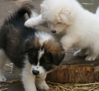 Elo Welpen Hunde Zucht