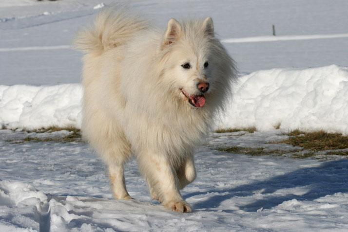 Elos Hunde Zucht Samweis
