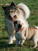 Mops und Elo