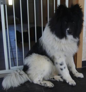 Elo Hund Vermittlung