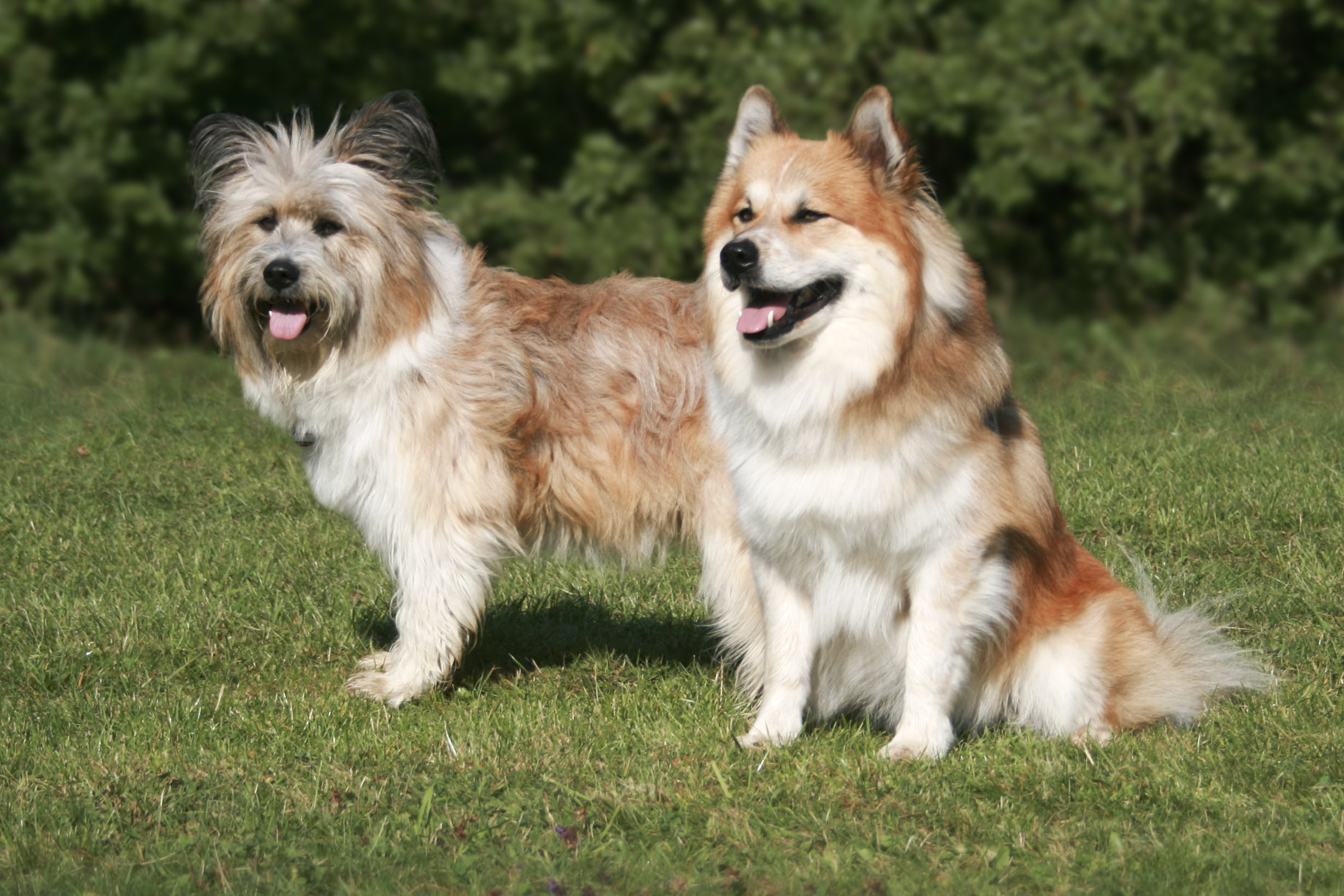 http://www.elo-rosely.elo-samweis.de/images/stories/voruebergehend/elo-hunde-rauhaar.jpg